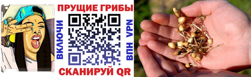 Галлюциногенные грибы Psilocybine cubensis  МЕГА как войти  Фурманов 